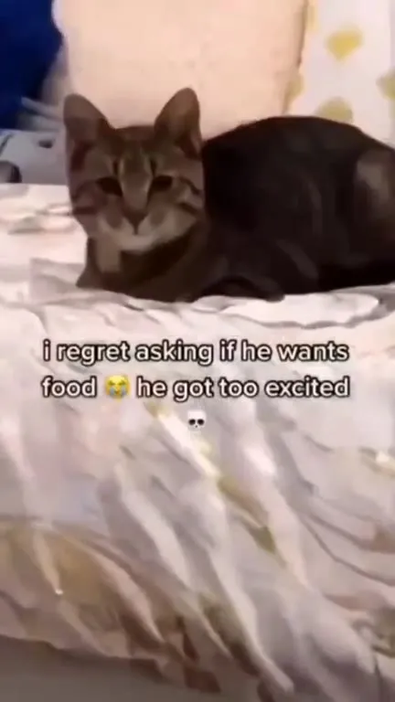 Cat Gets Too Excited for Food