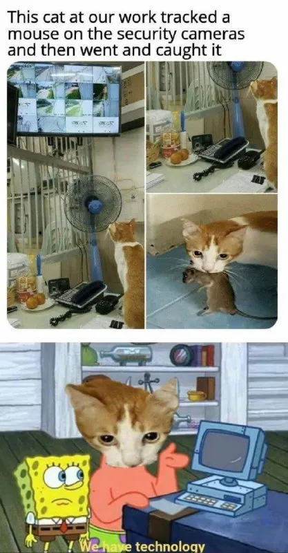 Cat Tracks Mouse on Cameras