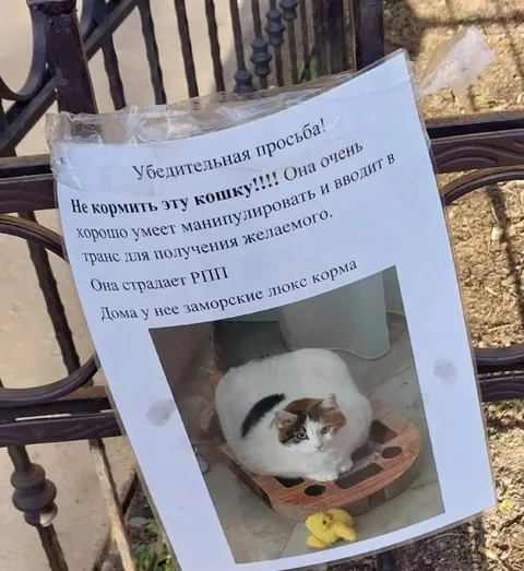 Не кормить эту кошку