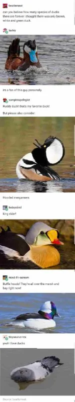 Ducks Get More Fabulous