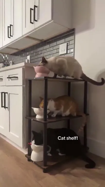 Cat Shelf Dinner Trio