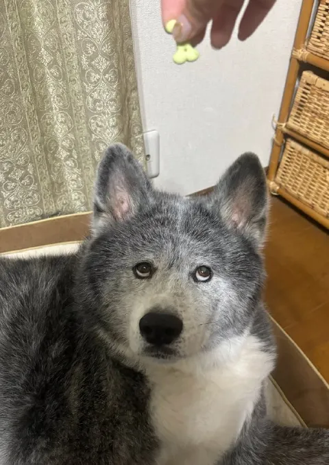 Удивлённый взгляд собаки