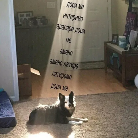 Собака поёт Ameno