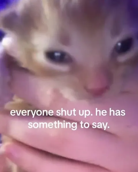 Cat Has Something to Say
