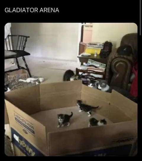 Kittens in the Gladiator Arena