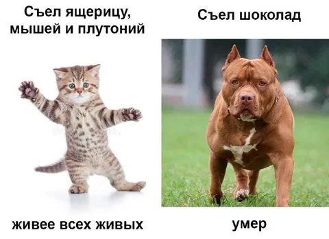 Съел плутоний и умер