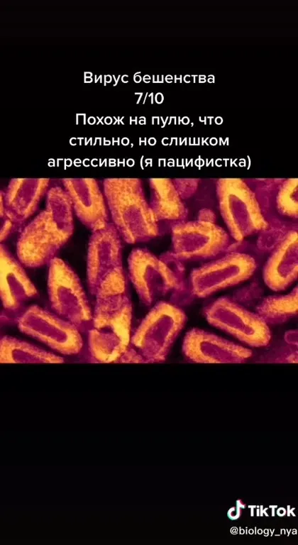 Вирусолог оценивает вирусы