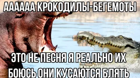 Крокодилы-бегемоты кусаются
