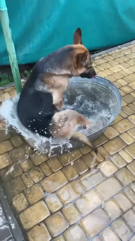 Овчарка в тазу с водой