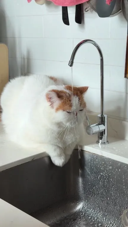 Кот у крана под классическую музыку