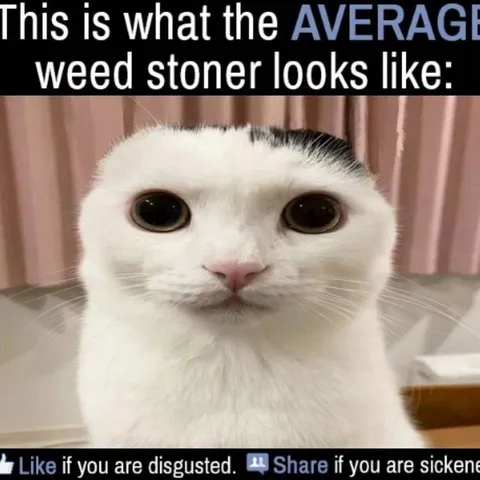 Average Weed Stoner Cat