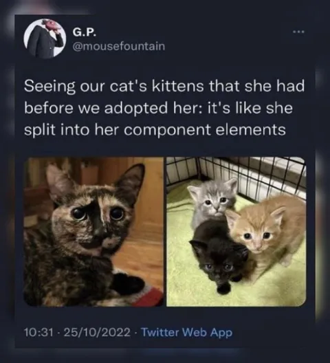 Cat Split Into Components