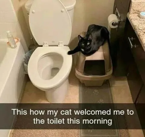 Cat Welcomes Me to the Toilet