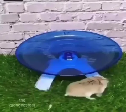 Хомяк на безумной карусели