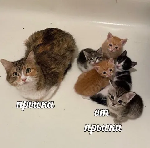 Кошка и котята от прыски
