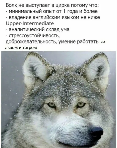 Волк не подходит в цирк