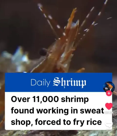 Shrimp Forced to Fry Rice