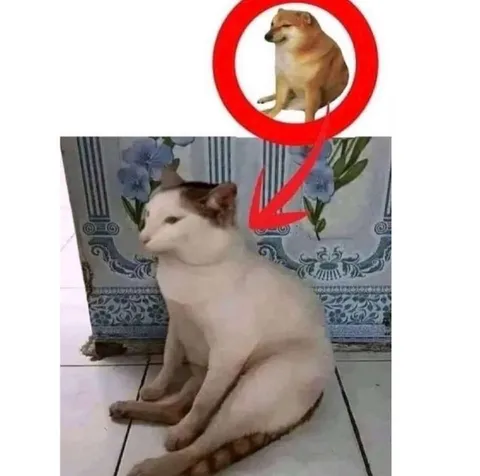 Додж указывает на кота