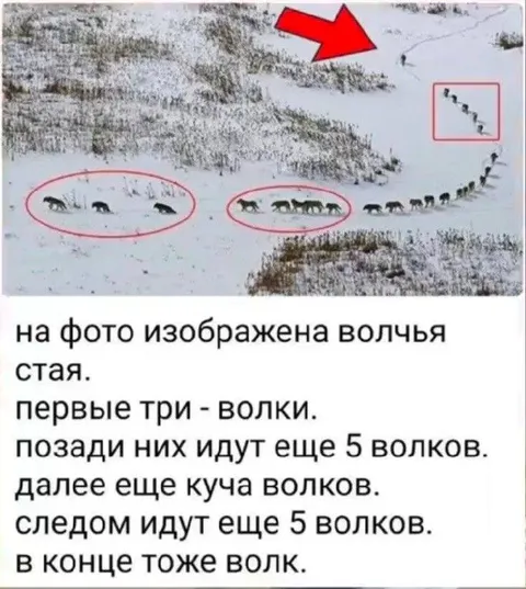 Волчья стая на фото