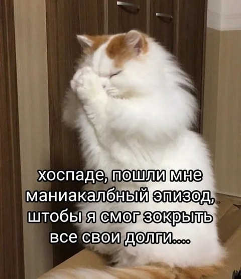 Кот просит маниакальный эпизод