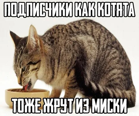 Подпистики как котята
