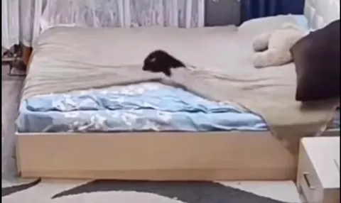 Чёрный кот покоряет кровать