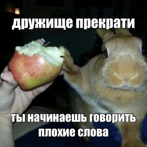 Кролик просит прекратить ругаться