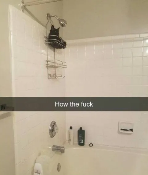 Cat in the Shower Caddy