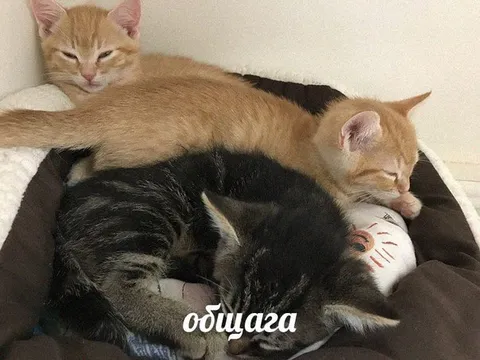 Коты в общей общаге