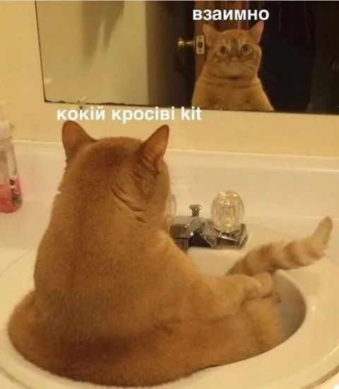 Взаимно, красивый кот