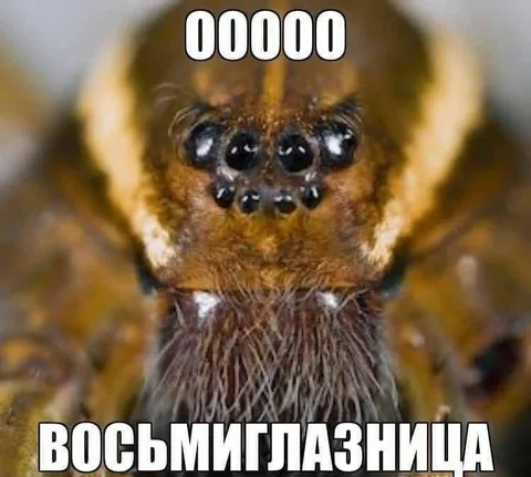 Восьмиглазница крупным планом