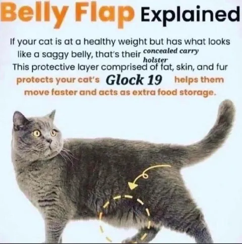 Cat Belly Flap Explained