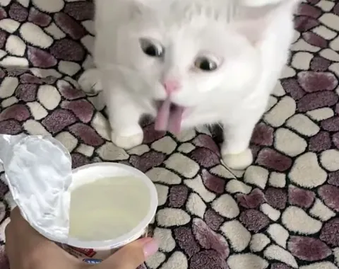 Кот кричит на миску