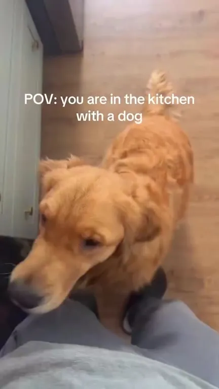 Cooking in the Kitchen With a Dog
