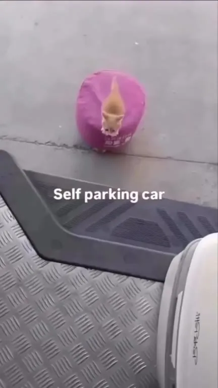 Self-Parking Cat Finds Its Carrier