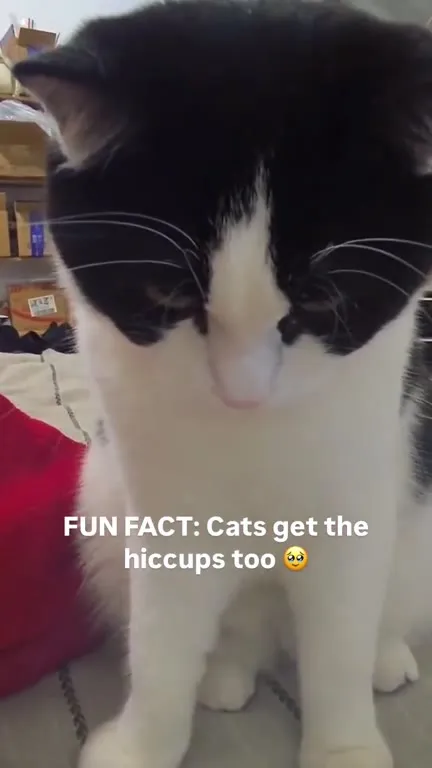 Cat Gets the Hiccups