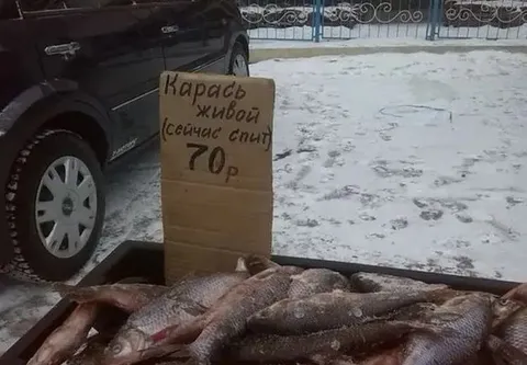 Живой карась сейчас спит