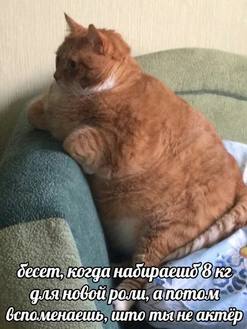 Кот набрал 8 кг для роли