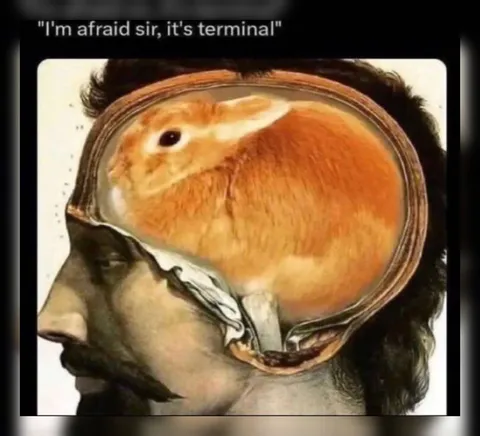 Rabbit in the Brain Terminal Diagnosis
