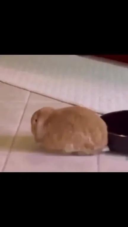 Хомяк и неожиданный пылесос