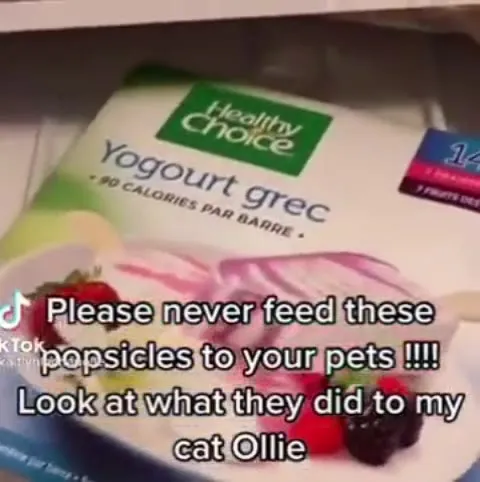 Never Feed Pets Popsicles