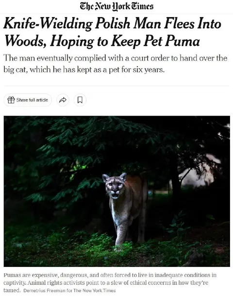 Polish Man Flees With Pet Puma