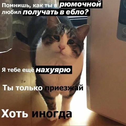 Кот зовёт в рюмочную