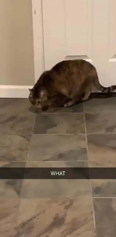 Cat Vanishes Behind the Cabinet