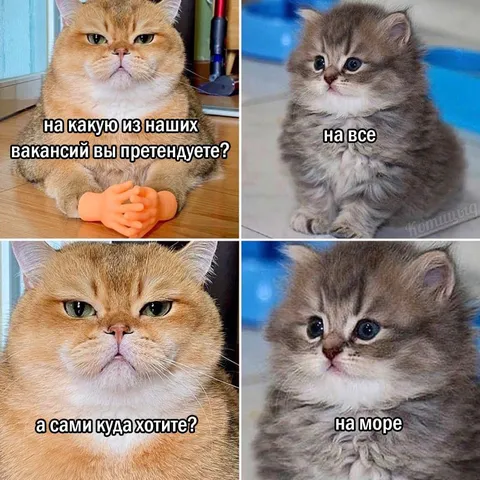 Кот претендует на все вакансии
