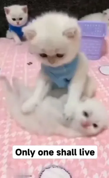 Only One Shall Live Cats