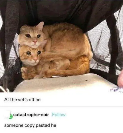 Cats Copy-Pasted Together