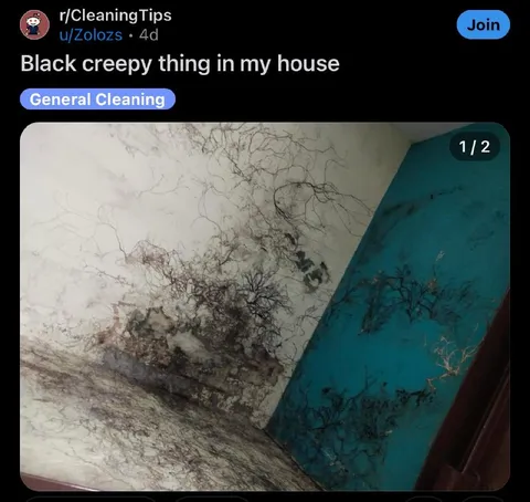 Black Creepy Thing in My House