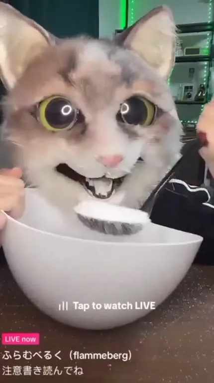 Кот ест под гипнотическую музыку