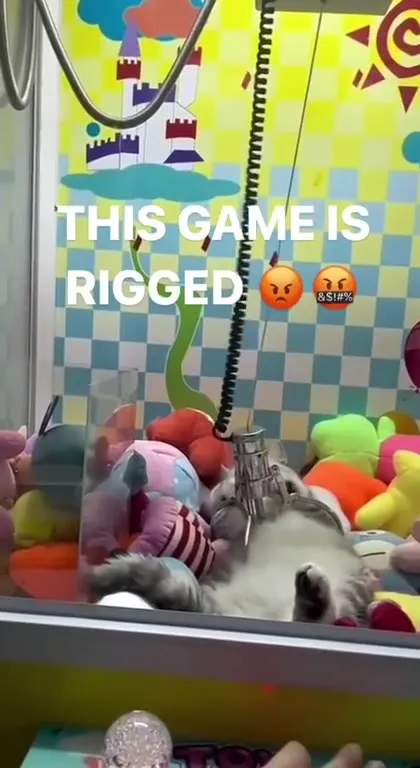 Rigged Claw Machine Cat